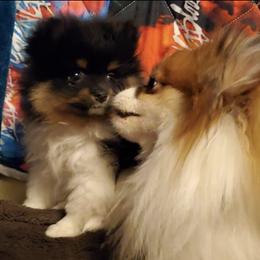 Pomeranians from Angelic Precious Pomeranians
