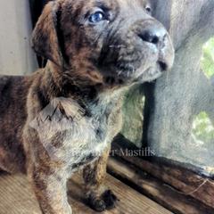 Molosser (Bully x) Puppies from Riot River Mastiffs