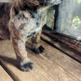 Molosser (Bully x) Puppies from Riot River Mastiffs