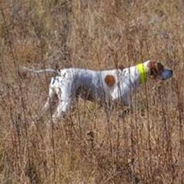 Lagotto Romagnolo and Pointer All Grown Up from RaceCity