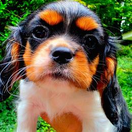 Caledonia aka Callie - Tri-color female Cavalier King Charles Spaniel puppy in Watsontown, Pennsylvania from Huntsman Cavaliers