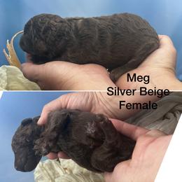 Meg - Silver-beige  female Poodle puppy in Greenville, North Carolina from Grace Poodles