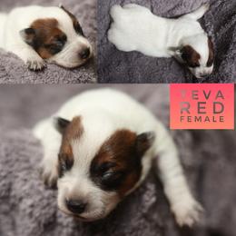 Teva - Red speckled female Australian Cattle Dog puppy in Gatlinburg, Tennessee from Greenbrier