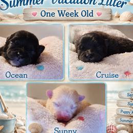 Pomeranian puppies from Kathy's Precious Poms