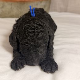 Mistletoe - Phantom male Goldendoodle puppy in Luana, Iowa from Country View Bernedoodles and Goldendoodles