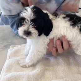 Lottie - Black and white Shihpoo puppy in Kaysville, Utah from Havenwood Emotional Support Animals