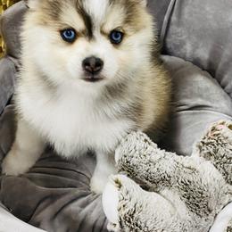 Pomsky and Toy Shetland Sheepdog Puppies from Lone Star Sheltie