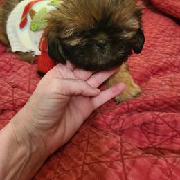 Shih Tzu Puppies from Tammy's Shihtzu Shack