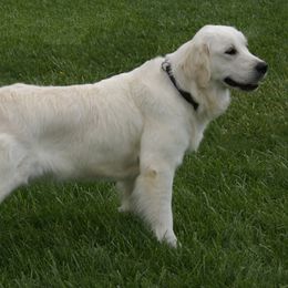 Francelina “Francy” - Golden Retriever