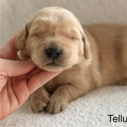 Telluride- light blue collar - Golden male Golden Retriever puppy in Colorado Springs, Colorado from Mercy Mountain Bernedoodles