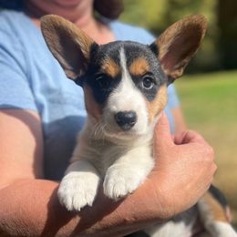 Girl 3 - Black and white female Cardigan Welsh Corgi puppy in Buskirk, New York from Hana-K’s Cardigan Welsh Corgis
