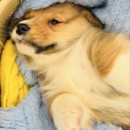 Male 4 - Red male Pembroke Welsh Corgi puppy in Hale, Michigan from All Hale Corgis