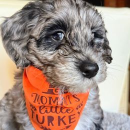 Malcom - Merle male Goldendoodle puppy in Pine Grove, California from Lundee Doodles