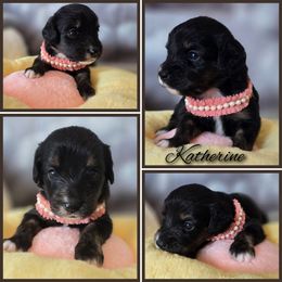 Katherine - Black female Double Doodle puppy in Prescott Valley, Arizona from Ramirez Family Doodles