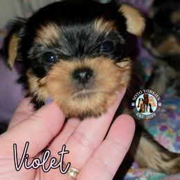 Violet - Black and tan female Yorkshire Terrier puppy in London, Kentucky from Soto Yorkies
