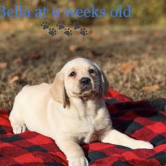 Bella - Labrador Retriever puppy in Maryville, Tennessee from Heart of Wild Mountain Labrador’s Retrievers