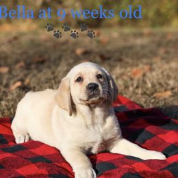 Bella - Labrador Retriever puppy in Maryville, Tennessee from Heart of Wild Mountain Labrador’s Retrievers