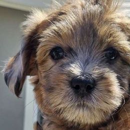 Vera - Sable Aussiedoodle puppy in Stockton, California from Family Doodles