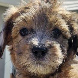 Vera - Sable Aussiedoodle puppy in Stockton, California from Family Doodles