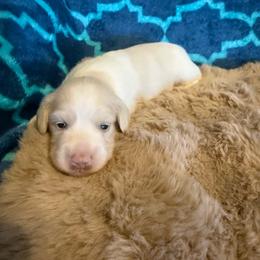 Oreo (Akc) - Cream male Dachshund puppy in Madera Acres, California from AllStarDachshunds