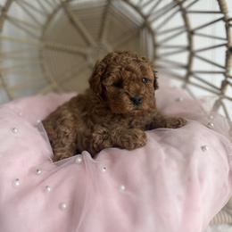 Bernedoodle, Cavapoo, Goldendoodle, and Poodle Puppies from Gypsi Doodles & Poodles