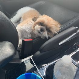 Shih Tzu Puppies from Jocelyn Burkey's Shih Tzus