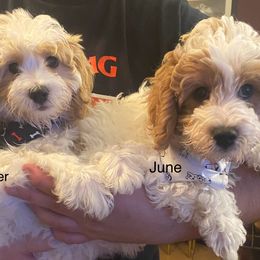 Cavapoo puppies from Springerdoodles Plus AZ