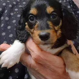 GG - Piebald female Dachshund puppy in Bangs, Texas from Lickin'bach Miniature Dachshunds