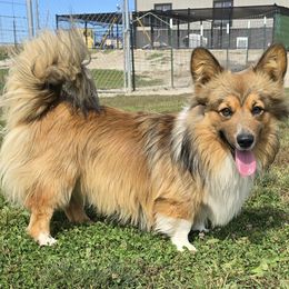 Vaughn - Pembroke Welsh Corgi