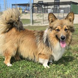 Vaughn - Pembroke Welsh Corgi