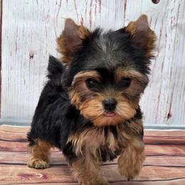 Bowie SMALL - Black and tan male Yorkshire Terrier puppy in Monticello, Iowa from Ashley’s Puppies