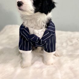 Aussiedoodle Puppies from Ever After Mini Doodles