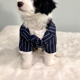Aussiedoodle Puppies from Ever After Mini Doodles