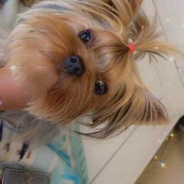 Avatar - Yorkshire Terrier