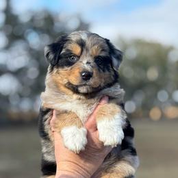 Rory - Blue merle female Australian Shepherd puppy in Uvalda, Georgia from Happy Ours Australian Shepherds