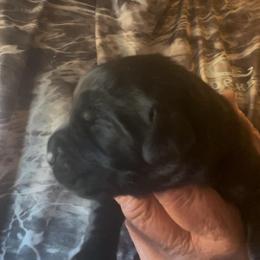 First pick Black girl - Black female Labrador Retriever puppy in Louisiana from Fetchmoore’s Labrador Retrievers