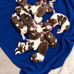Girl 4 - Liver and white female English Springer Spaniel puppy in Lufkin, Texas from Shifletknight Springer Spaniels