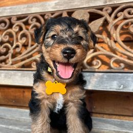 Blossom - Black and tan female Welsh Terrier puppy in West Plains, Missouri from Sycamore Ridge Puppies