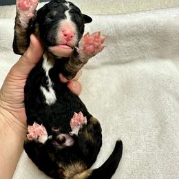 Black tri - Tri-color male Bernedoodle puppy in Holt, Missouri from Mindys Doodles