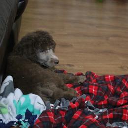 Poodle Puppies from RK'S Pets