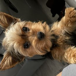 Morkies and Yorkshire Terriers from Kashari Buggs