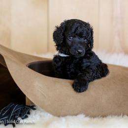 Roper - Black male Poodle puppy in Arlington, Ohio from Solid Oak Ranch