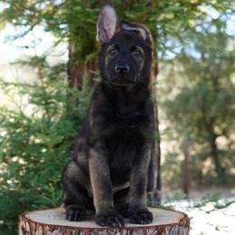 Ronan - Sable male German Shepherd puppy in Coarsegold, California from Yosemite Shepherds