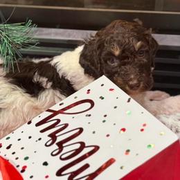 Snoopy - Brown and white male Bernedoodle puppy in Monument, Colorado from Colorado Dreamin Doodles