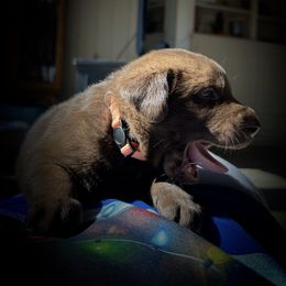 Labrador Retriever Puppies from Bulleit Breeders