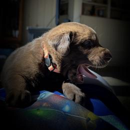 Labrador Retriever Puppies from Bulleit Breeders
