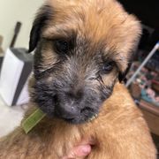 Tawny girl 5 - Tawny female Briard puppy in Frankford, West Virginia from Honey Bee Hill