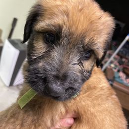 Tawny girl 5 - Tawny female Briard puppy in Frankford, West Virginia from Honey Bee Hill
