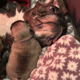 French Bulldog Puppies from Pawcific Coast Bullies