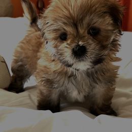 Boy 3 - Golden male Lhasa Apso puppy in Bethpage, New York from Tibetan Tails